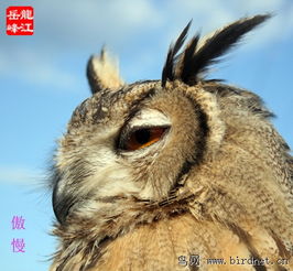 雕鸮的面部表情 黑龍江鳥(niǎo)網(wǎng)與貓頭鷹網(wǎng)絡(luò)科技的奇妙交匯